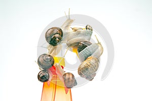 Snails and a plastic water splasher on a white background. Moisture and shellfish life