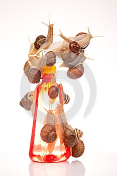 Snails and a plastic water splasher on a white background. Moisture and shellfish life