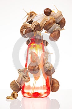 Snails and a plastic water splasher on a white background. Moisture and shellfish life