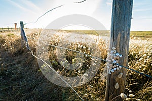 Snails on a post