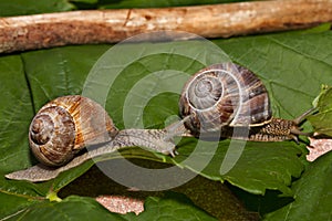 Snails on a race