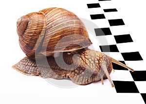 Snails racing