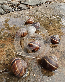 Snails after rain