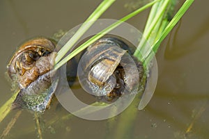 Snails in rice Fields