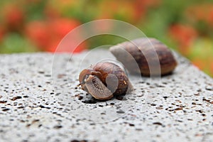 Snails on a rock