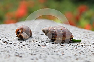 Snails on a rock