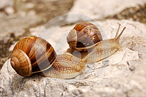Snails on a rock