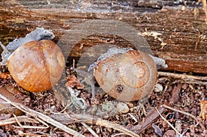 Snails on Rotting Log