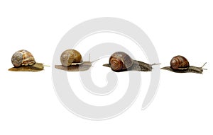 Snails in a Row