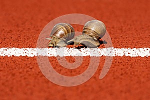 Snails run to the finish line