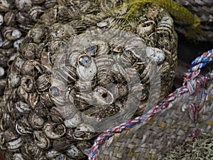 Snails in a sack for sale in the souk of the Medina of Fes in Morocco
