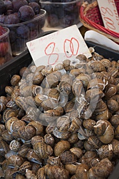 Snails for sale