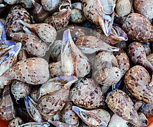 Snails for sale at the fishing market