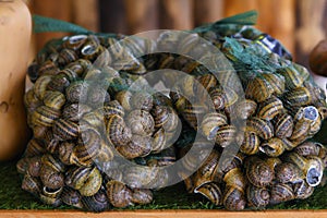 Snails for sale to be cooked