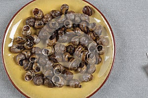 Snails with sauce already cooked ready to eat