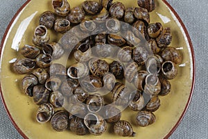 Snails with sauce already cooked ready to eat