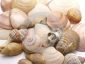 Snails of sea