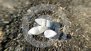 snails shell closeup view with macro lens