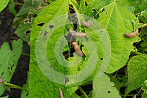 Snails, slugs or brown slugs destroy plants in the garden photo