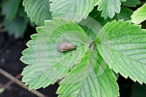 Snails, slugs or brown slugs destroy plants in the garden