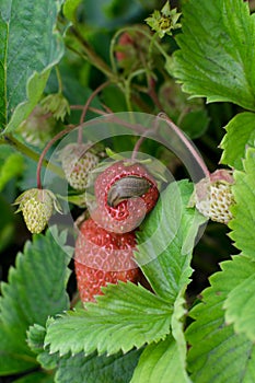 Snails, slugs or brown slugs destroy plants in the garden