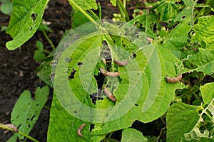 Snails, slugs or brown slugs destroy plants in the garden