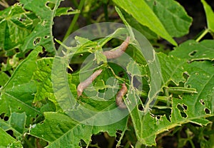 Snails, slugs or brown slugs destroy plants in the garden