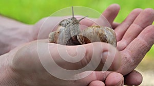 Snails and slugs. Snails in the palm in the summer garden