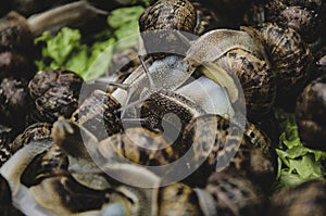 Snails photo