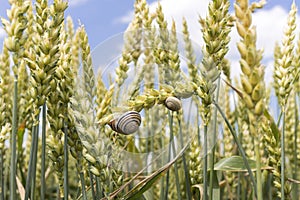 Snails on spring grain.