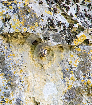 Snails on stones Devetakskoy caves in Bulgaria
