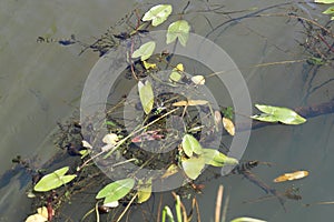 Snails swim in the pond and are attached to the leaves of water lilies