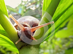 Snails and taro leaves