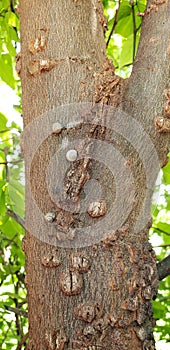 Snails on a tree trunk