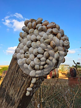 Snails On Tree Trunk