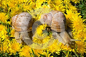 Snails