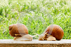 Snails two big spring summer garden fresh grass