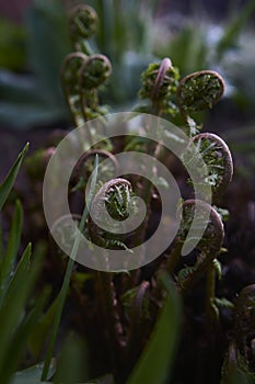 the snails of the unfolding fern photo