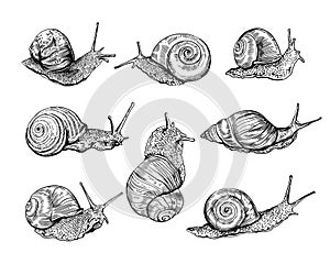 Snails vector hand drawn realistic set