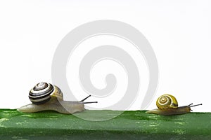 Snails walking on a leaf