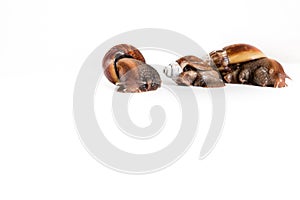 snails on white background