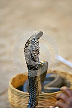 Snake photo