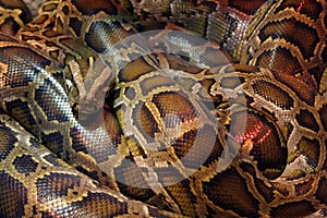 Snake photo