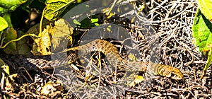 Snake by abonded town of Kharanaq in Ira