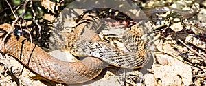 Snake by abonded town of Kharanaq in Iran