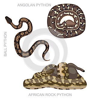 Snake African Python Set Cartoon Vector Illustration