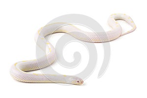 snake albino lavender white california kingsnake