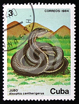 Snake Alsophis cantherigerus (Jubo), circa 1984