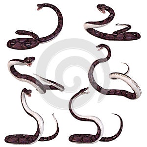 Snake-Anaconda photo