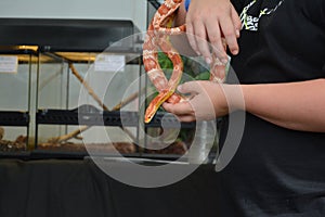 Snake animal hands corn snake color animal